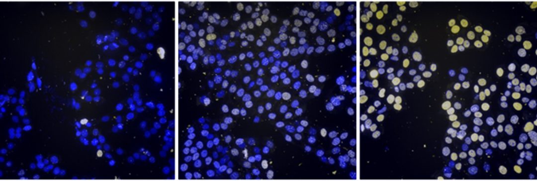 Phenotypic assay_Banner Phenotypic assay