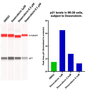 Senescence assay development