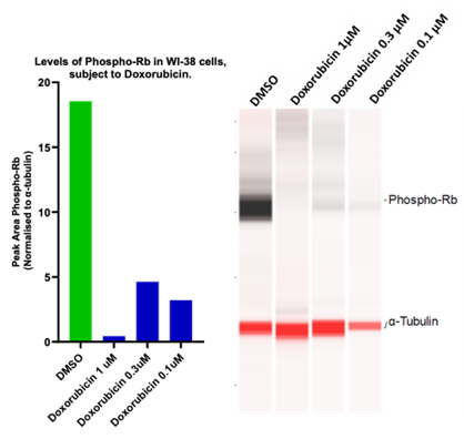 Senescence assay development