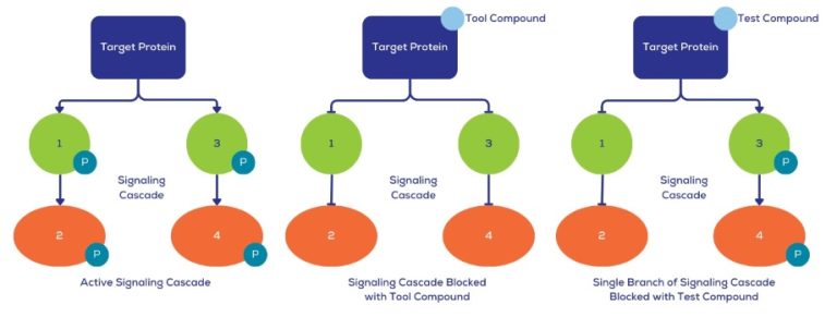 Biomarkers_target signaling cascade