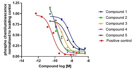 Biomarkers_western blot data_graph