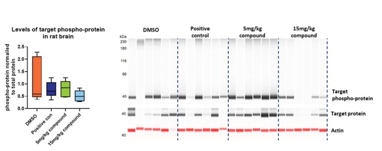 Ex vivo_Case Study_results_rat brain