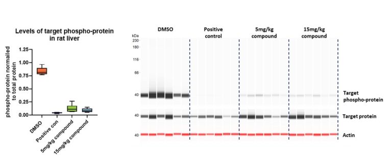 Ex vivo_Case Study_results_rat liver