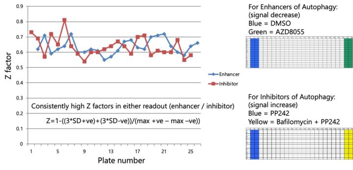 Autophagy assay development_High throughput