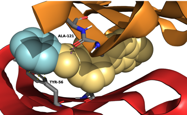 Developing novel pd-l1 modulators