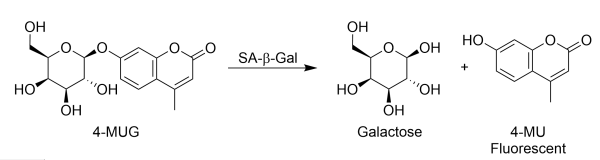 Senescence assay development
