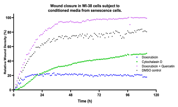 Senescence assay development